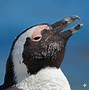 Image result for Cape Penguin