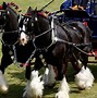 Image result for Shire Draft Horse Breed