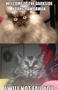 Image result for Colonel Meow Meme