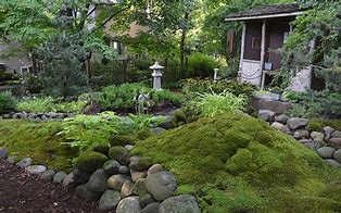 Image result for Creating a Moss Lawn