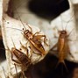 Image result for Large Roof Crickets