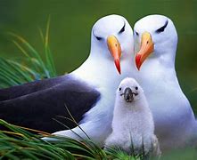 Image result for albatrow