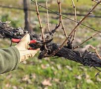 Image result for Grape Vine Training