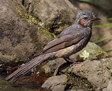 Image result for Piculus auricularis