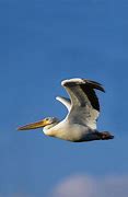 Image result for Pelican Flying