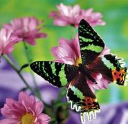 Image result for Butterfly Wallpaper
