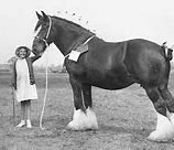 Image result for Mammoth Shire Horse