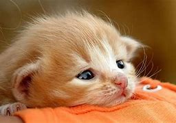 Image result for Real Baby Cats