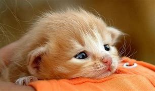 Image result for Baby Cat Desktop Wallpaper