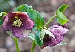 Image result for Helleborus croaticus