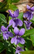 Image result for Purple Blue Spring Flowers
