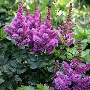 Image result for Astilbe Troll (Chinensis-Group)