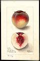 Image result for Allergy Apple Peach
