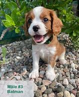 Image result for Chien a Vendre Kijiji