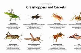 Image result for Grasshopper V Katidid V Cricket