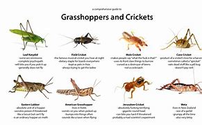 Image result for Where Crickets Live