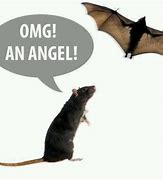 Image result for Types of Bats Meme
