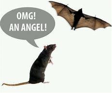 Image result for Crazy Bat Meme