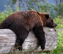 Image result for grizzly_bear