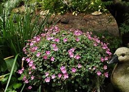 Image result for Erodium x variabile Bishops Form