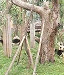 Image result for Chengdu Research Base of Giant Panda