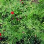 Image result for Red Flowering Cypress Vine