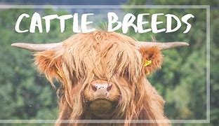 Image result for Animal's Name Cattle