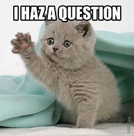 Image result for Question Cat Meme