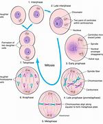Image result for Interphase vs Mitosis