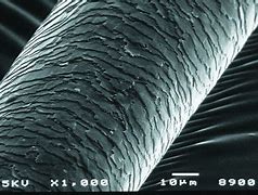 Image result for Damaged Hair Under Microscope
