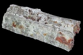 Image result for Oldest Petrified Wood