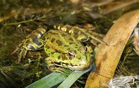 Image result for Pool Frog That's Small
