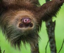 Image result for Iron Sloth