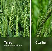 Image result for ciza�a