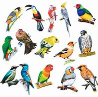 Image result for Seeing Birds Me Moji Stickers