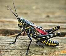 Image result for Black Cricket with Red Stripe