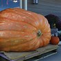 Image result for The Heaviest Pumpkins Ever Grow