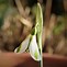 Image result for Galanthus plicatus Trymming