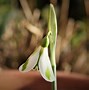 Image result for Galanthus North Hayes