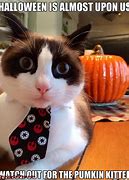 Image result for Halloween Funny Cat Memes