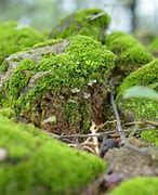 Image result for Live Rock Cap Moss Plants
