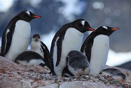 Image result for Polar Penguin