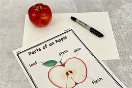 Image result for Montessori Parts of an Apple