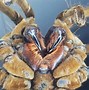 Image result for Bird Eating Goliath Biggest Spider in the World