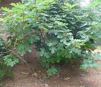 Image result for Ficus carica Brown Turkey
