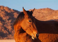 Image result for Desert Horse