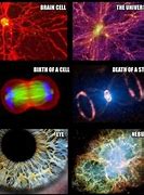 Image result for Universe Is a Brain