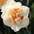 Image result for Narcissus Flower Parade
