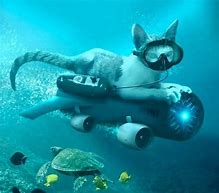 Image result for Underwater Cat Meme