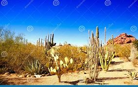 Image result for Arizona Desert Siummer